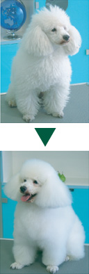 �A�[�������F�[�_�E�r�t�H�[�A�t�^�[